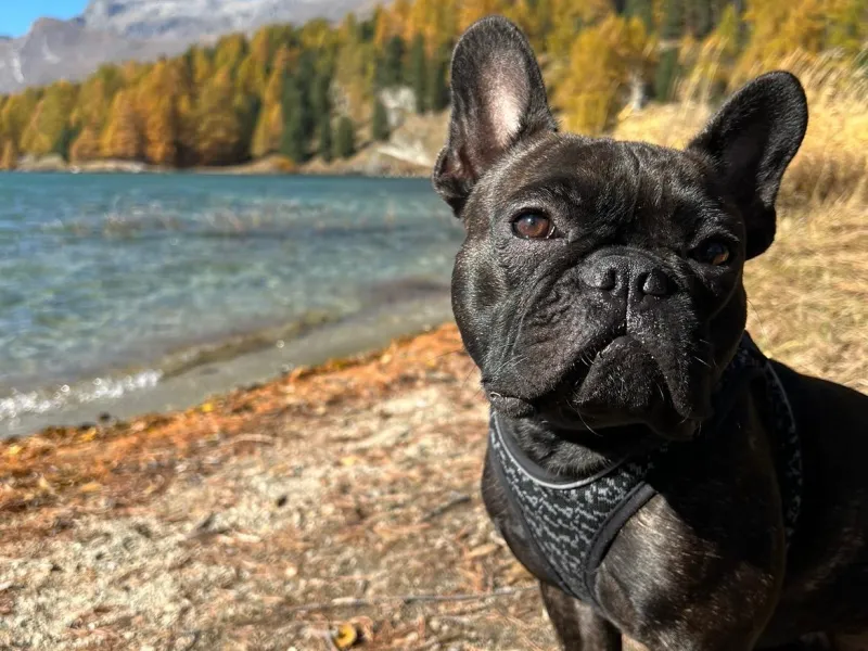 Hund am See mit Bergen im Hintergrund