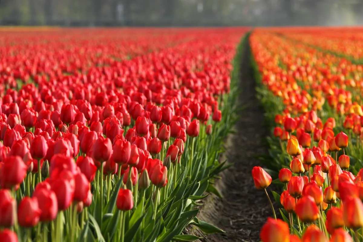 Endloses rotes Tulpenfeld in der Niederlande