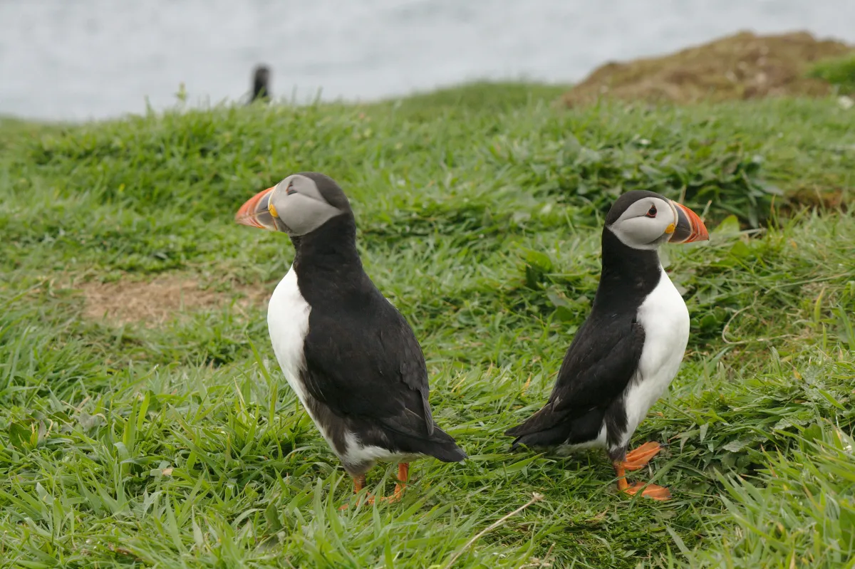 Zwei Puffins auf dem Gras 