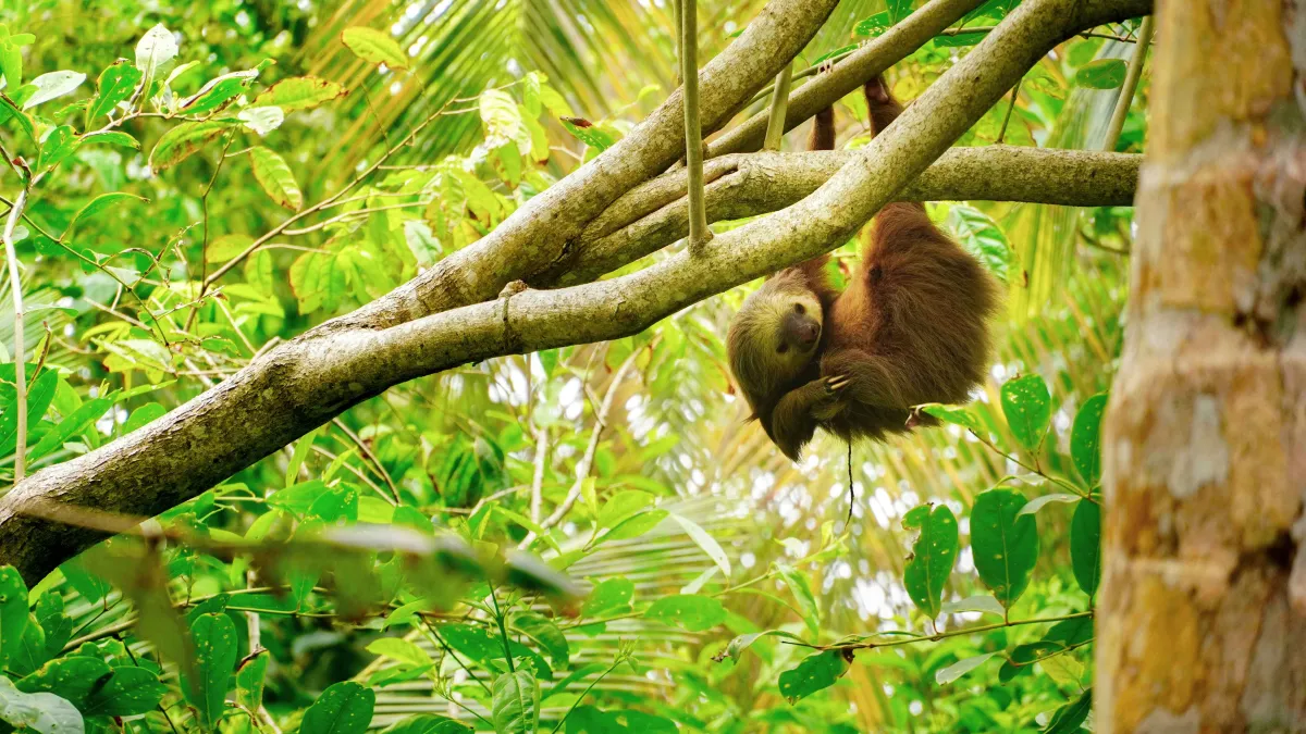 Faultier im Dschungel hängend am Baum
