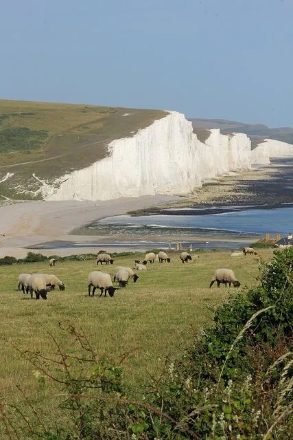Schafe aus Weide vor weissen Klippen und Sandstrand in Südengland