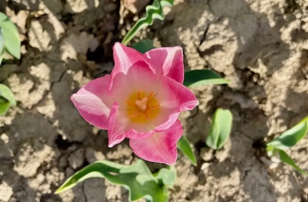 Rosa Tulpe in Tulpenfeld