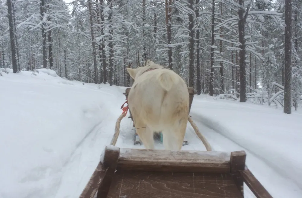 Husky zieht Hundeschlitten durch verschneiten Wald