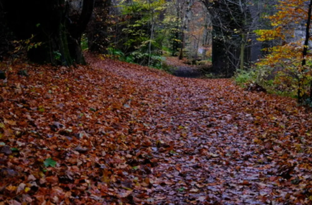 Blätter auf dem Boden im Wald
