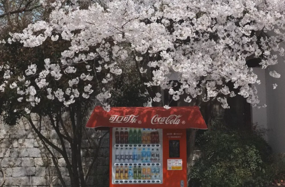 Cola-Automat umrahmt von Kirschblütenbaum in Japan 