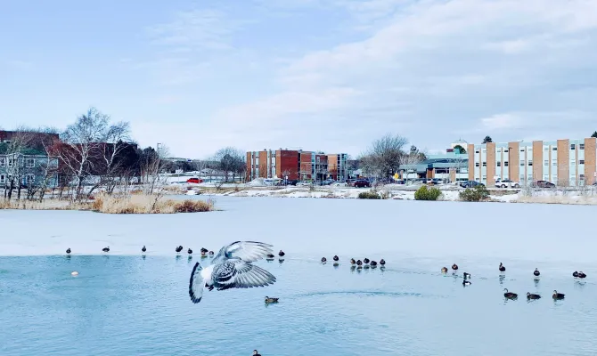 Gefrorener See mit Enten vor in der Stadt St. John's in Neufundland Kanada