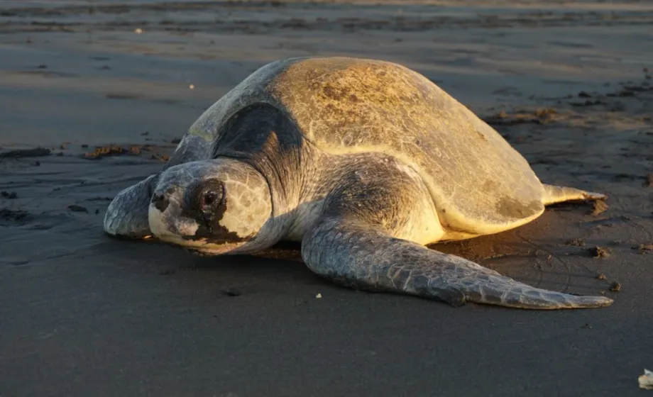 Turtle