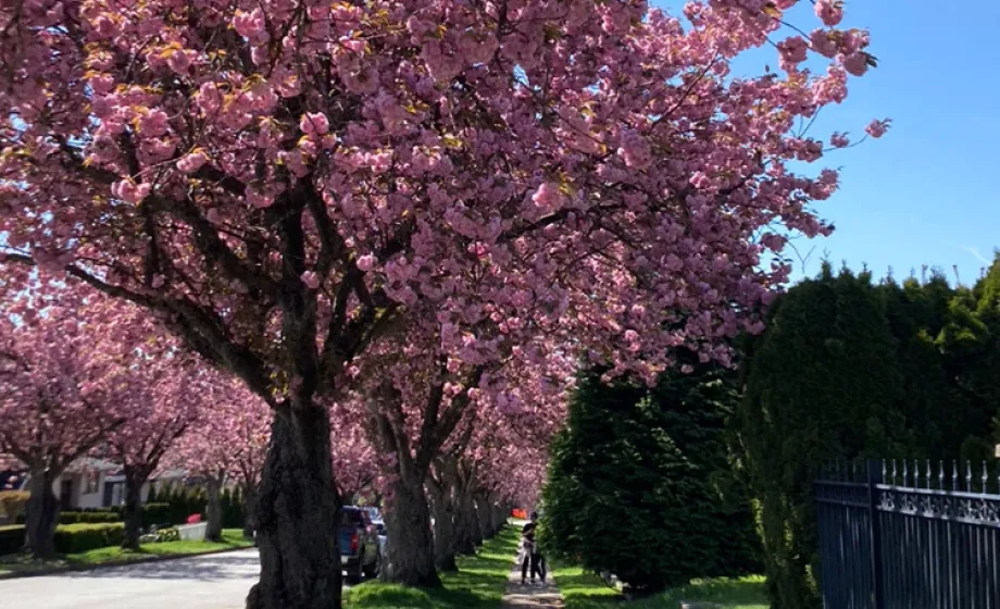 Trees Bloom