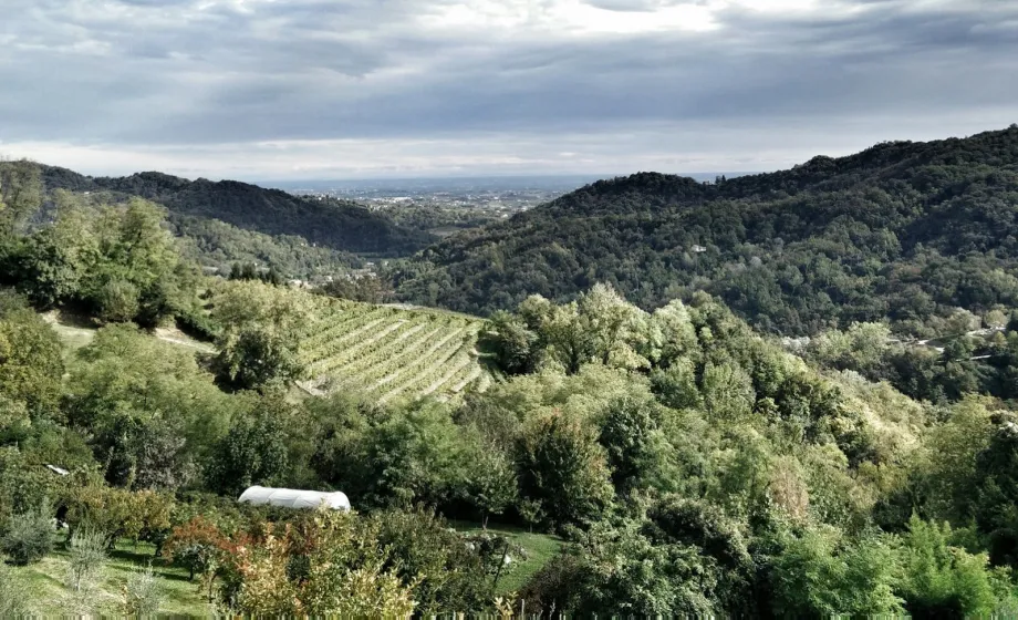 Toskanische Landschaft mit Olivenbäumen und Felder