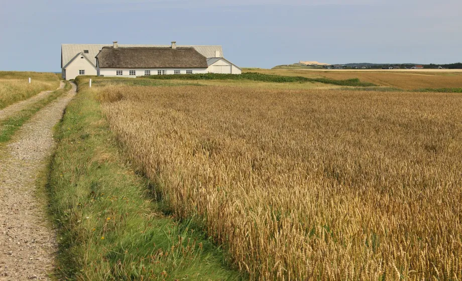 Kiesweg zu Bauernhof mit Feldern links und rechts in Holland