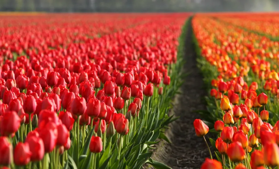 Endloses rotes Tulpenfeld in der Niederlande