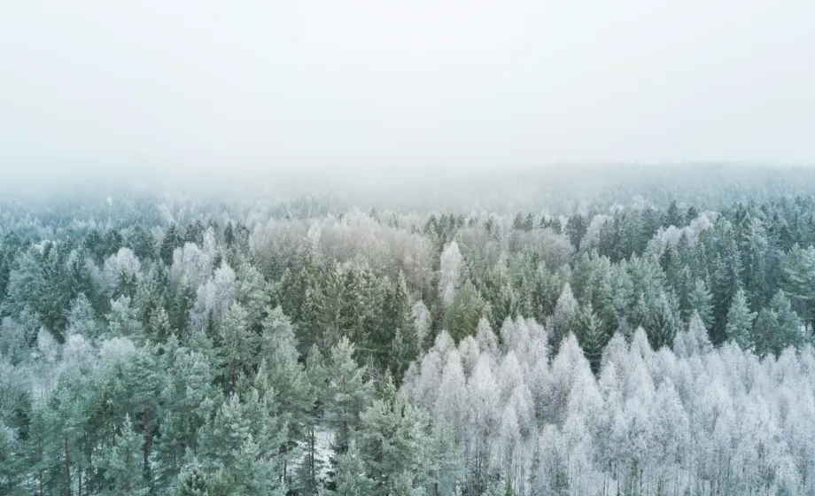 Vogelperspektive über verschneiter, skandinavischer Wald 