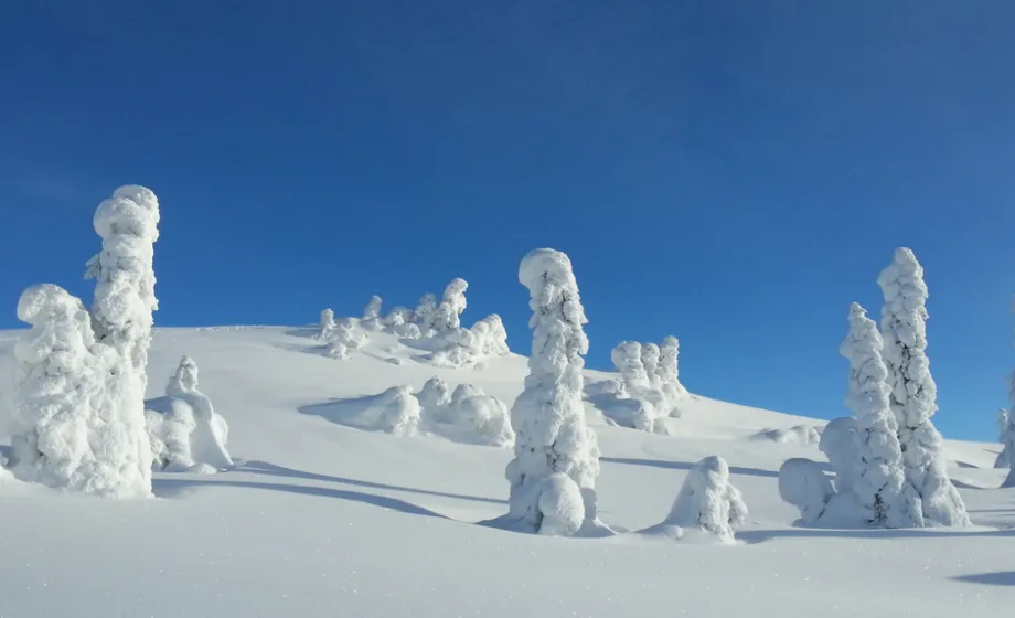 Zugeschneite Bäume und Schneehang bei strahlend blauem Himmel