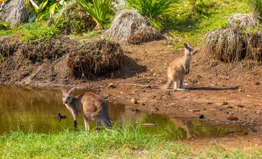 Känguru neben Wasserloch und Wiese