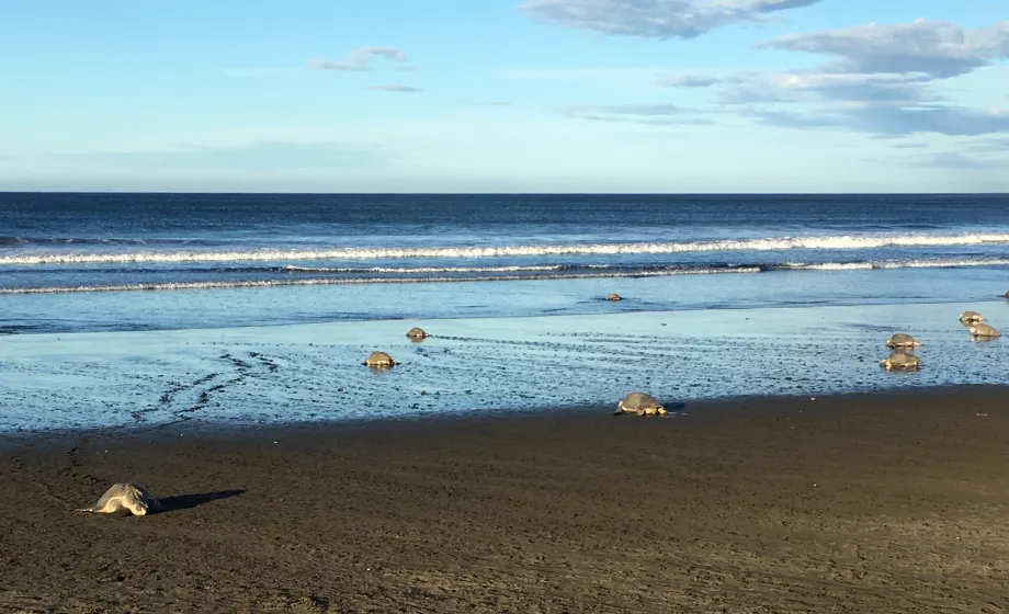 Strand mit vielen Schildkröten in Costa Rica
