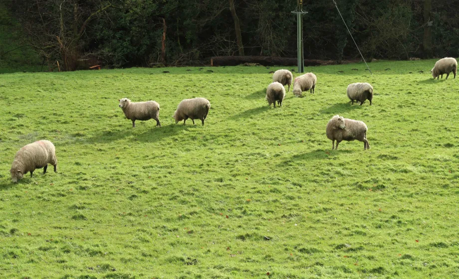 Viele Schafe auf grüner Wiese mit Wald im Hintergrund