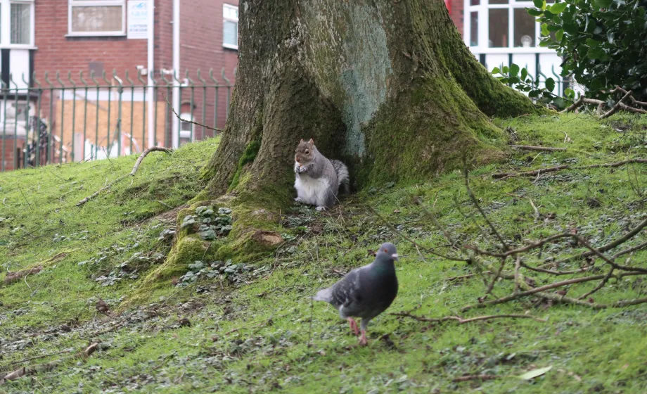 Eichhörnchen mit Taube vor Baum auf grüner Wiese in Stadtpark
