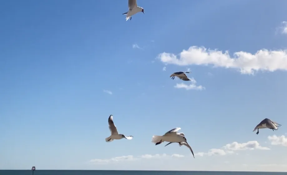 Möwen über Meer in strahlend blauem Himmel