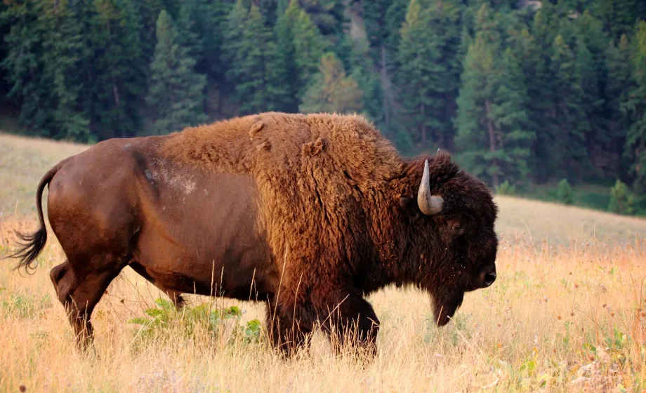 Ausgewachsener Büffel auf gelber Wiese Wald im Hintergrund