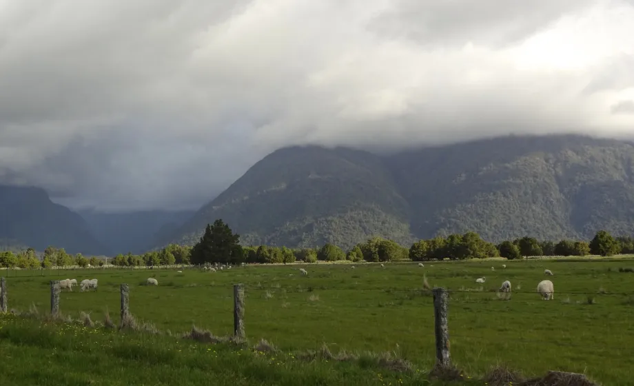 Wiese mit Schafen in Neuseeland
