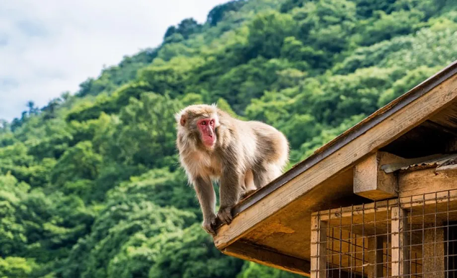 Affe auf Holzdach in japanischem Wald